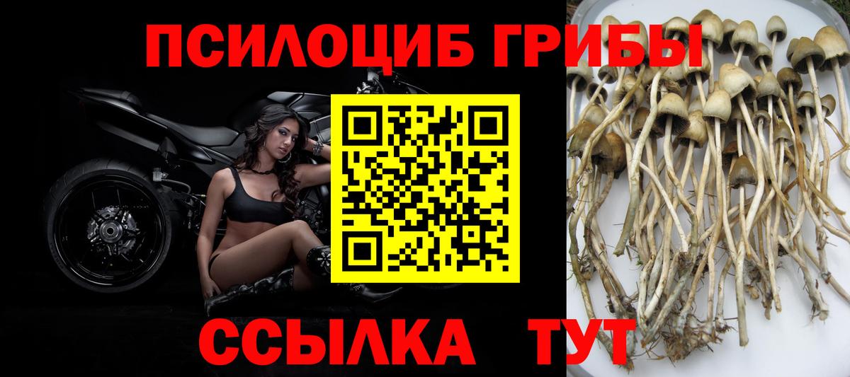закладка  Петровск  Псилоцибиновые грибы Psilocybine cubensis  Галлюциногенные грибы GOLDEN TEACHER 